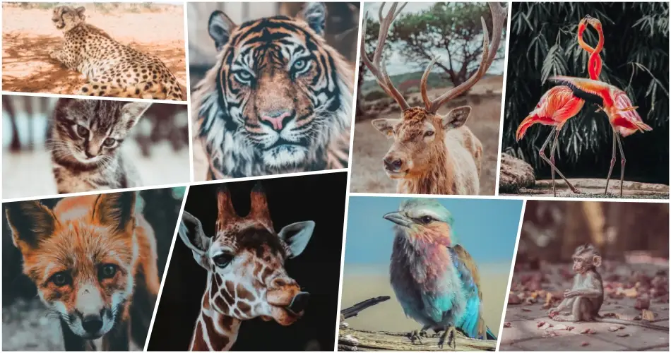 Free Animal Photography Lightroom Preset