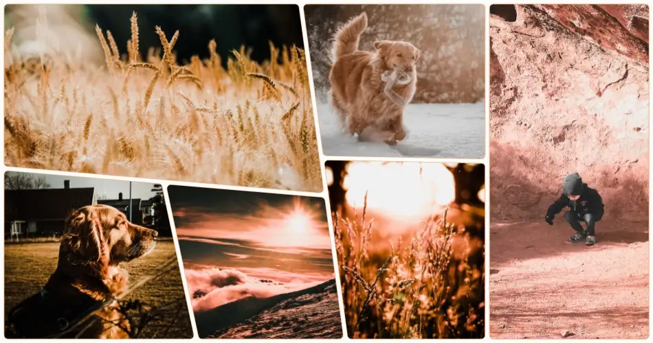 Golden Gate Lightroom Presets