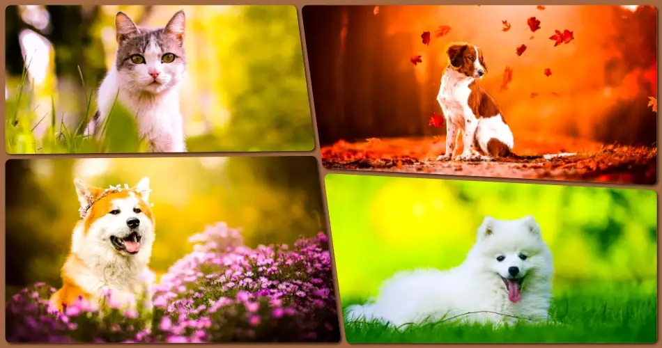 Pro HDR Animal Preset