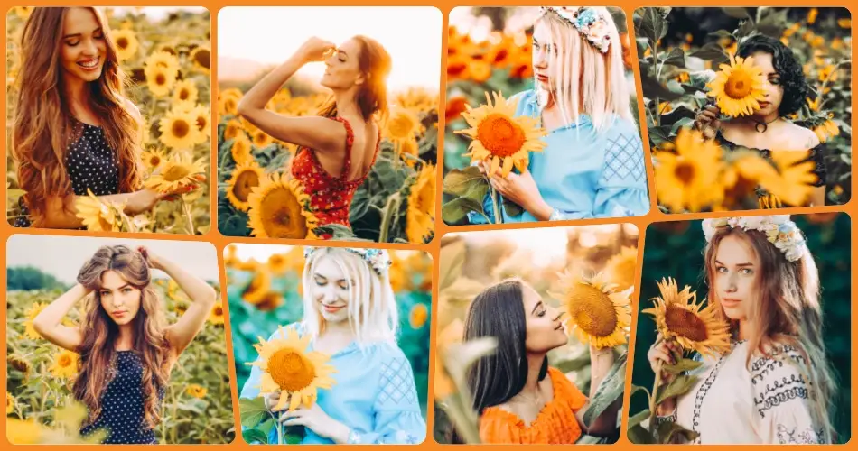 Sunflower Fields Lightroom Preset
