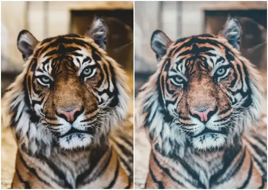 Animal Lightroom Mobile Preset