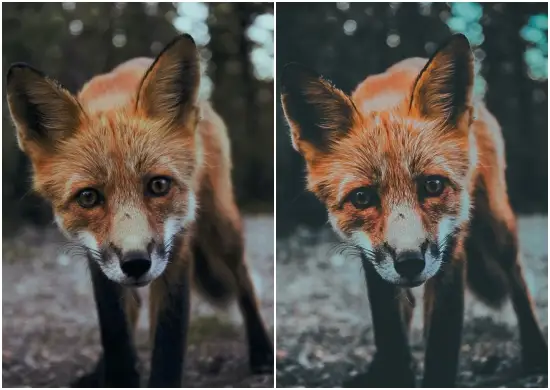 Animal Lightroom Mobile Preset