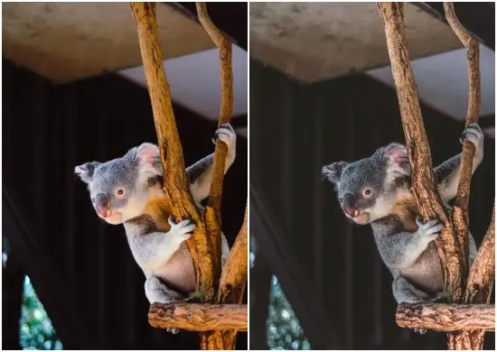 Free Animal Presets Download