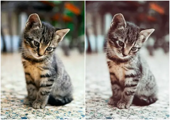 Animal Pack Lightroom Preset