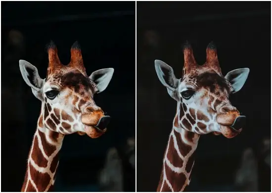 Animal Pack Lightroom Preset