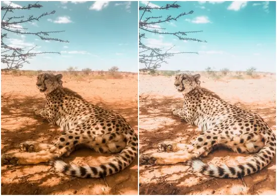 Preset for Animal & Wildlife