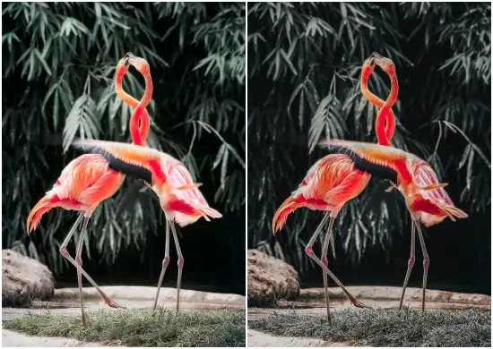 Free Animal Lightroom Preset