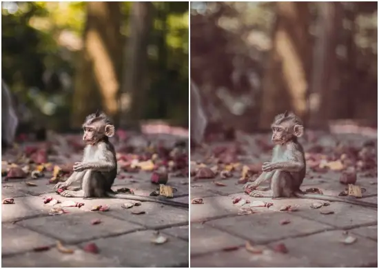 Best Animal Lightroom Preset