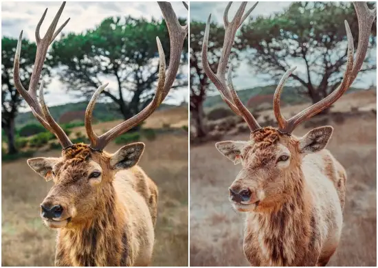 Animal, Nature & Wildlife Lightroom Preset