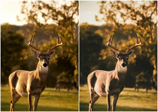 Designed For Photos Of Animals