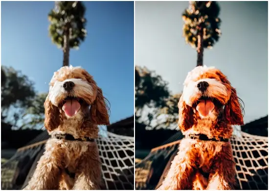 Arta Moody Pro Preset Free