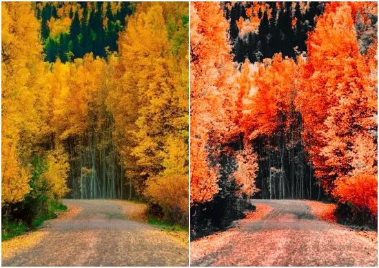 Aspen Red Leaf Forest Preset Free