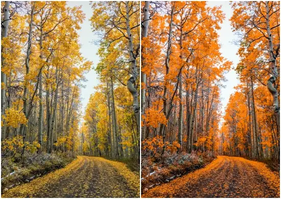 Autumn Aspen Preset Free Dng