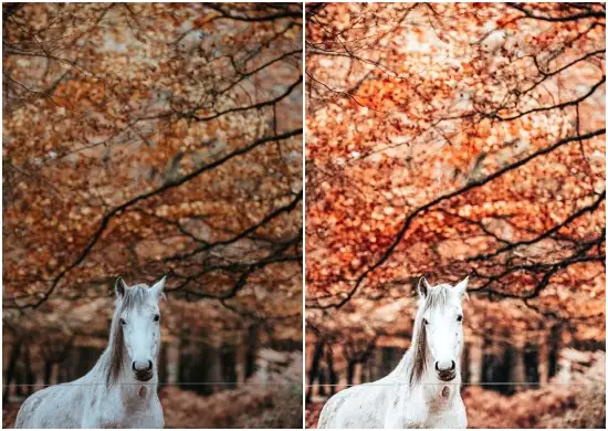 Autumn Lightroom Mobile & Desktop Preset