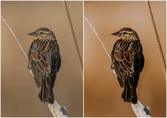 Best Lightroom Presets for Bird