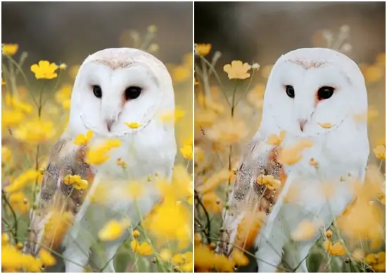 DNG Bird Presets Free Download