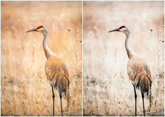 Birds Lr Presets Free Download