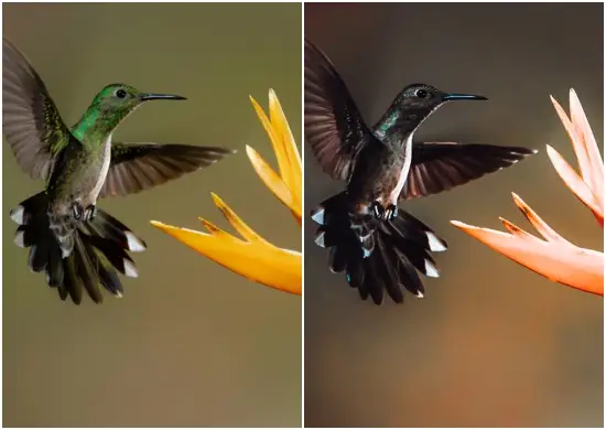 Premium Birds Preset Free Download