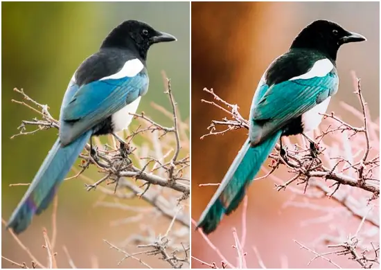 Dng Download Birds Preset