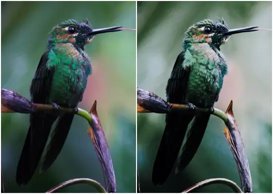 Free Lightroom Presets For Birds