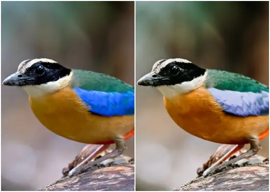 Birds Photography Lightroom Presets