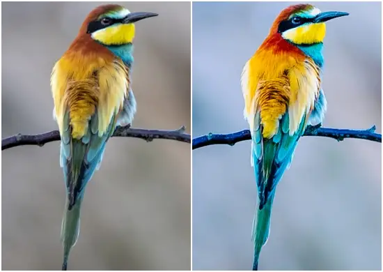 Birds & Wings Mobile & Desktop Lightroom Presets