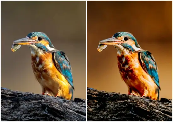 Lightroom Presets Birds Pack Download