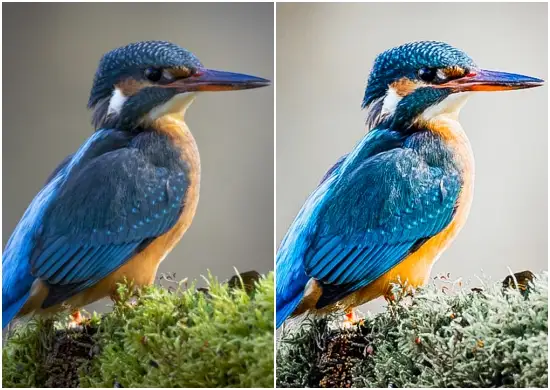 Best free instagram Birds presets 