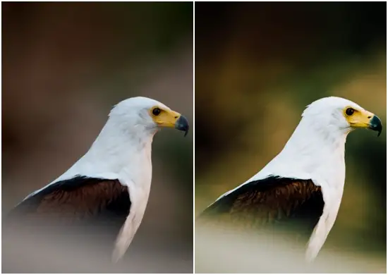 Download Birds Presets In Mobile Lightroom