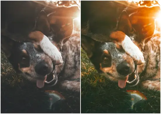 Fur Buddies Mobile Preset Bundle