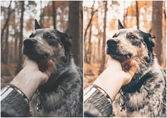 Fur Buddies Cat, Dog, Pet mobile Lightroom