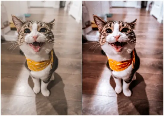 Download DNG Fur Buddies Preset