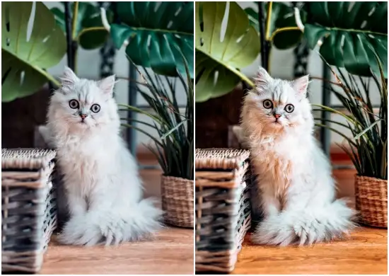 Fur Buddies Preset Bundle Free Download