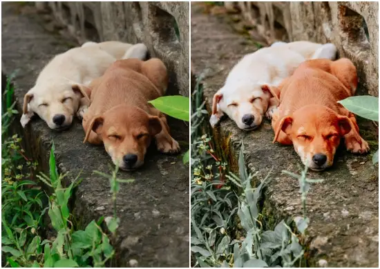 Pet Lightroom Preset Bundle DNG