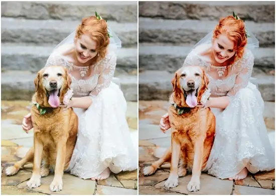 Popular Presets for Pet Photography