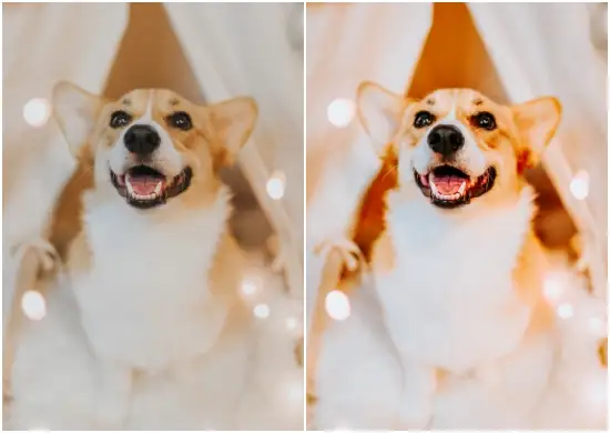 Lightroom Presets for Pets DNG Free