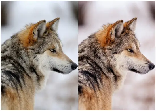 Potrait Winter Preset