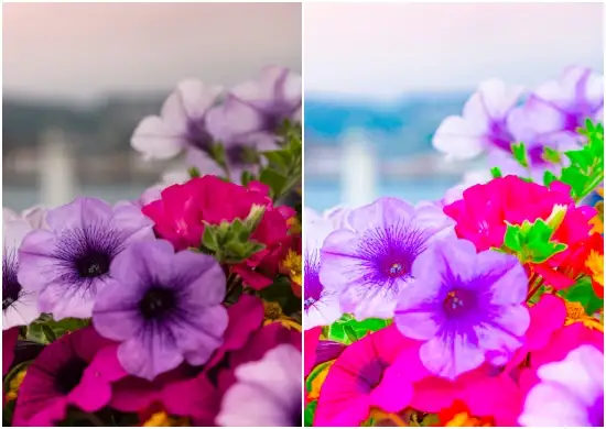 Free Download Fresh Flower Colorful Mobile Preset