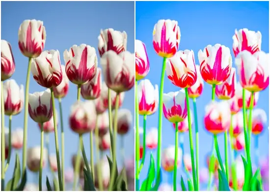 Tulip Flower Lightroom Preset