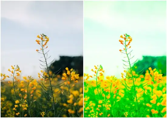 Fresh Green And Yellow Tone Mobile Preset