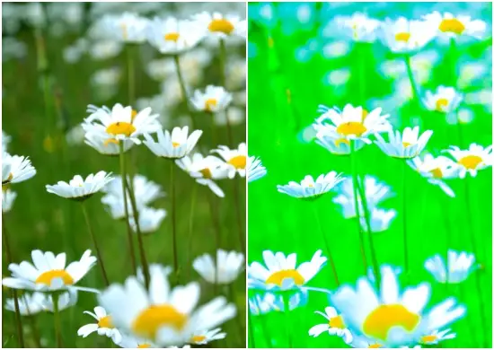 Flower Green Tone Lightroom Preset