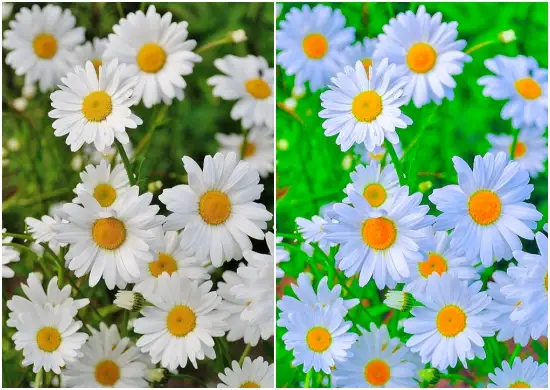 Free Download Fresh Flower Green Tone Preset