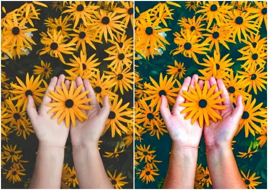 Fresh Flower Yellow Tone Lightroom Preset