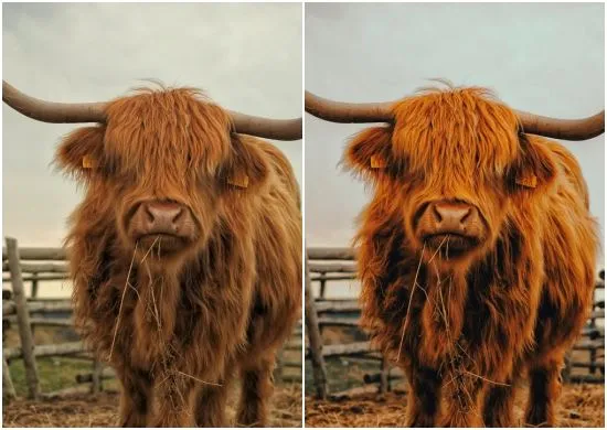 Golden Lightroom Preset Designed