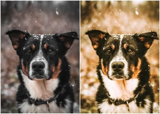 Golden Evenings Lightroom Preset