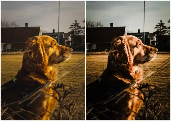 Free Preset Golden Gate Lightroom