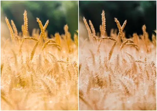 Preset Golden Gate  Instagram Pics