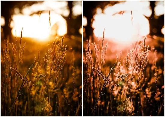 Golden Gate Tone Lightroom Presets