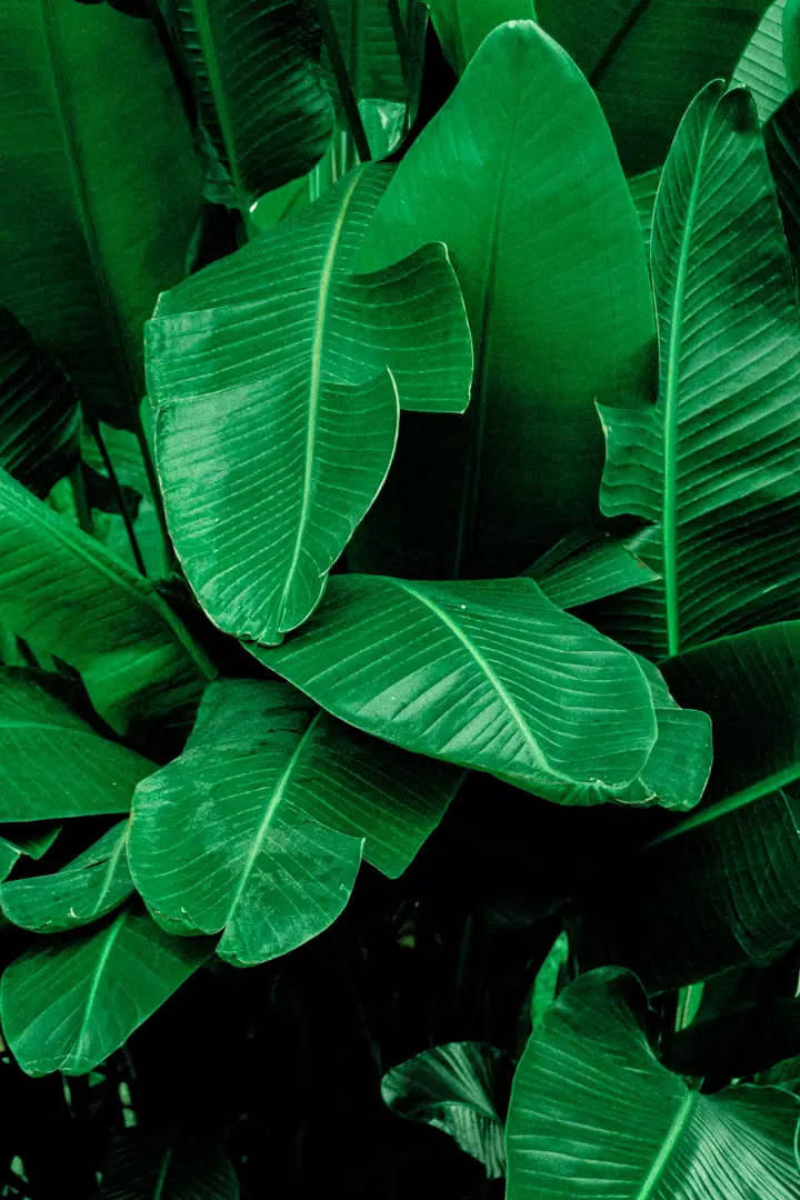Bộ preset Juicy Grass Lightroom sẽ giúp bạn tăng cường màu xanh lá cây cho bức ảnh của mình. Với các hiệu ứng tươi sáng và sống động, bạn sẽ thấy bức ảnh của mình trở nên độc đáo và mê hoặc hơn bao giờ hết. Hãy sử dụng bộ preset này để tạo ra những tác phẩm nghệ thuật xanh mát đầy cảm hứng.