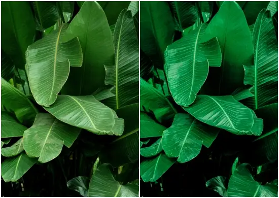 Juicy Grass Lightroom Preset For Mobile